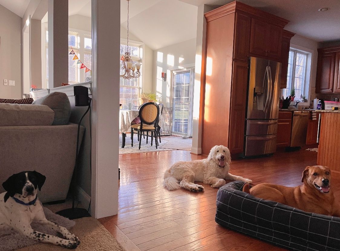 Dog Boarding with a Family | Serving Wilmington, Delaware, Philadelphia and the Main Line PA