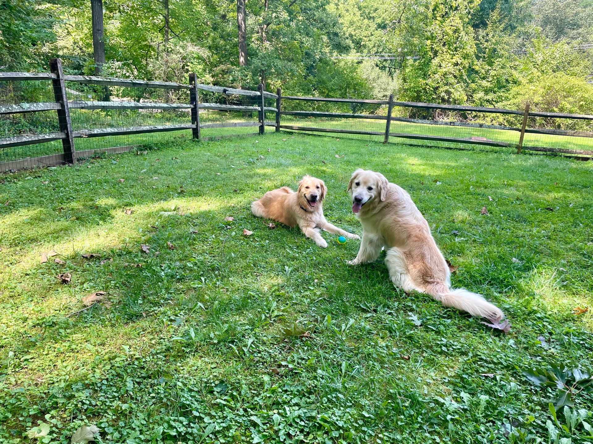 Dog Boarding with a Family | Serving Wilmington, Delaware, Philadelphia and the Main Line PA