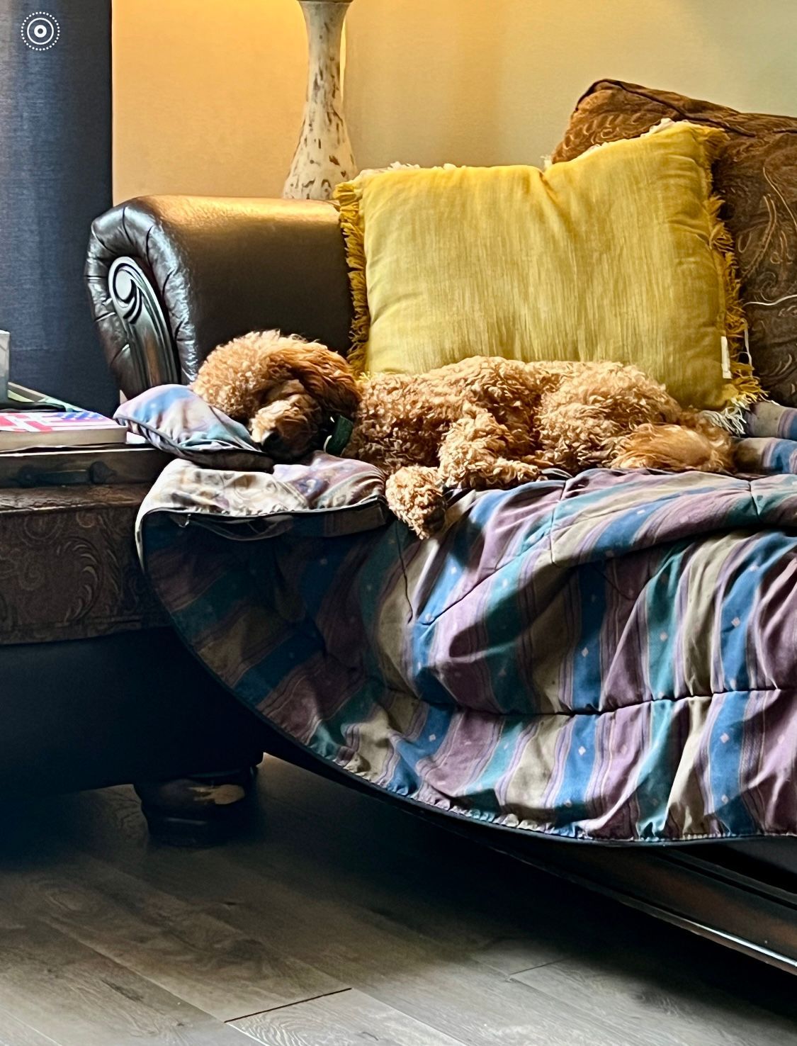 Dog Boarding with a Family | Serving Wilmington, Delaware, Philadelphia and the Main Line PA