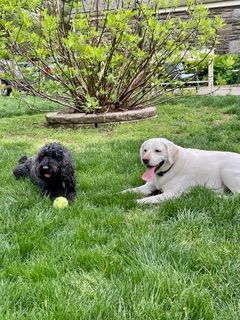 Dog Boarding With A Family | Trusted Pet Care | Philadelphia, PA | Wilmington, DE, Main Line, PA