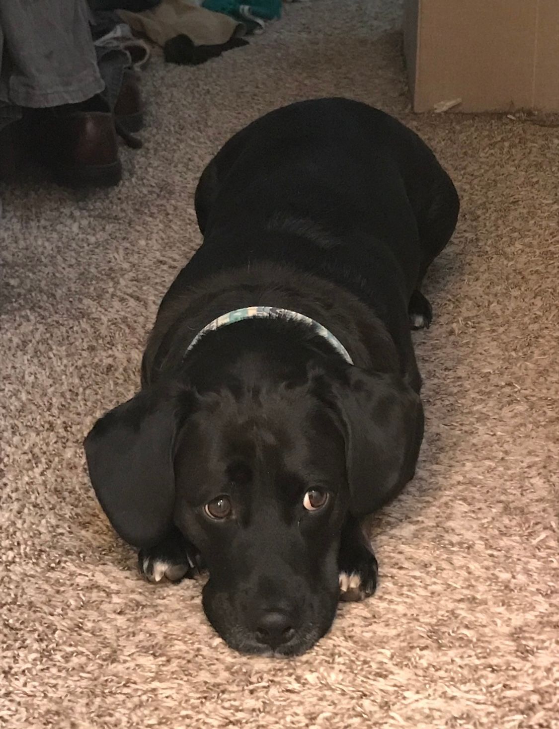 Dog Boarding With A Family | Trusted Pet Care | Philadelphia, PA | Wilmington, DE, Main Line, PA