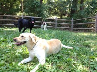 Dog Boarding With A Family | Trusted Pet Care | Philadelphia, PA | Wilmington, DE, Main Line, PA