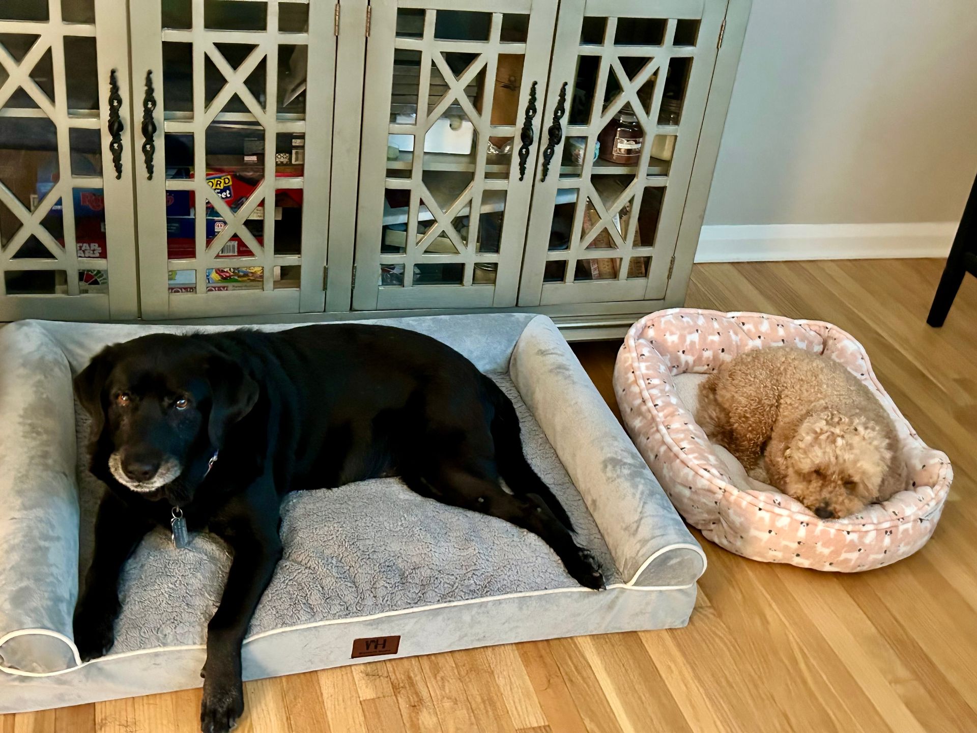 Dog Boarding with a Family | Serving Wilmington, Delaware, Philadelphia and the Main Line PA