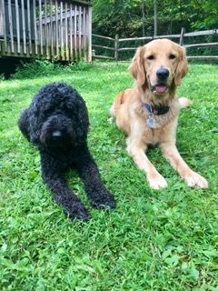 Dog Boarding With A Family | Trusted Pet Care | Philadelphia, PA | Wilmington, DE, Main Line, PA