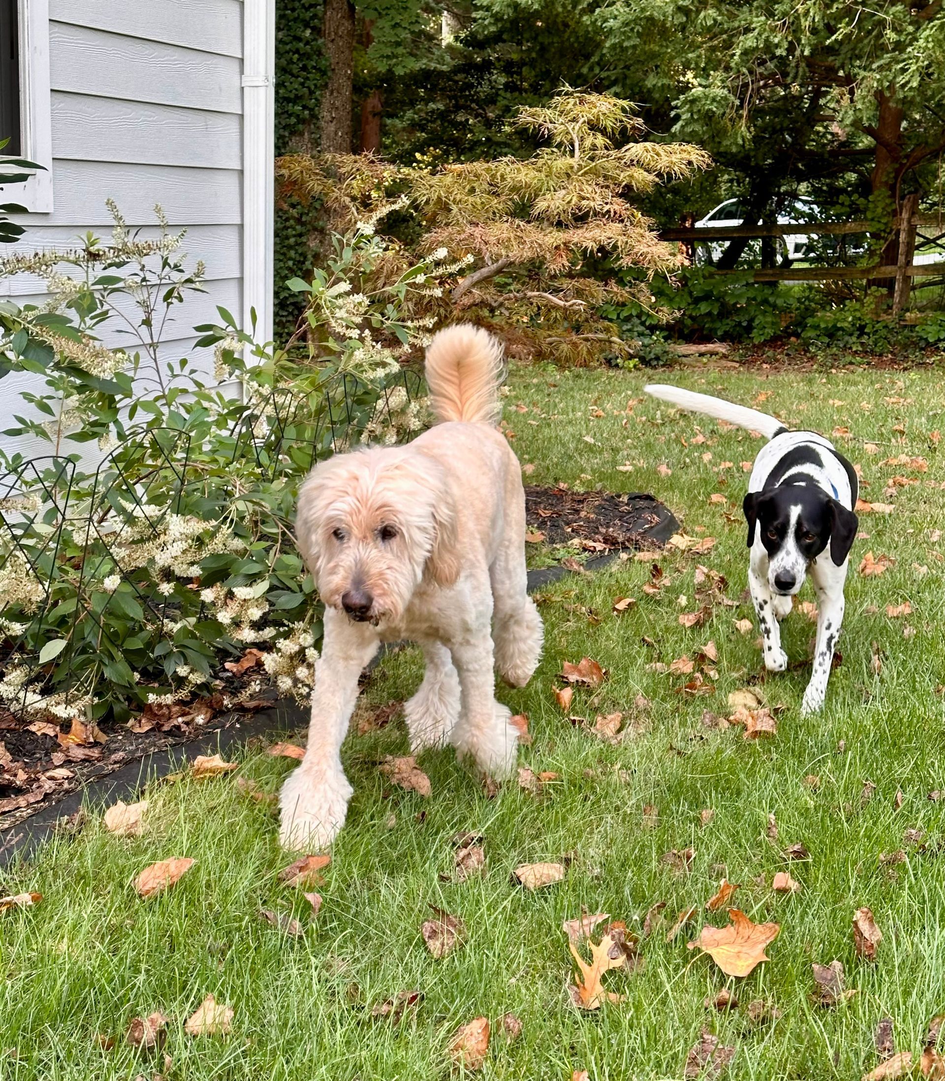 Dog Boarding with a Family | Serving Wilmington, Delaware, Philadelphia and the Main Line PA