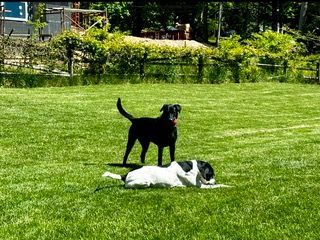 Dog Boarding with a Family | Serving Wilmington, Delaware, Philadelphia and the Main Line PA