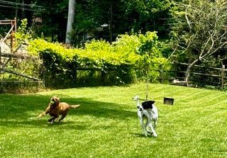 Dog Boarding with a Family | Serving Wilmington, Delaware, Philadelphia and the Main Line PA