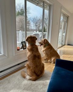 Dog Boarding with a Family | Serving Wilmington, Delaware, Philadelphia and the Main Line PA