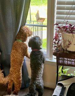 Dog Boarding with a Family | Serving Wilmington, Delaware, Philadelphia and the Main Line PA