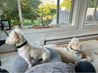 Dog Boarding with a Family | Serving Wilmington, Delaware, Philadelphia and the Main Line PA