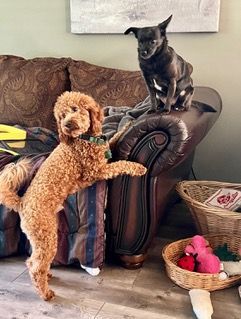 Dog Boarding with a Family | Serving Wilmington, Delaware, Philadelphia and the Main Line PA