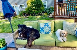 Dog Boarding with a Family | Serving Wilmington, Delaware, Philadelphia and the Main Line PA