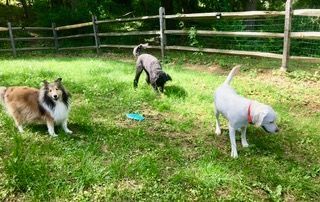 Dog Boarding with a Family | Serving Wilmington, Delaware, Philadelphia and the Main Line PA