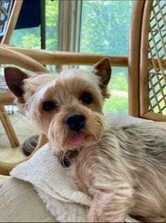 Dog Boarding with a Family | Serving Wilmington, Delaware, Philadelphia and the Main Line PA