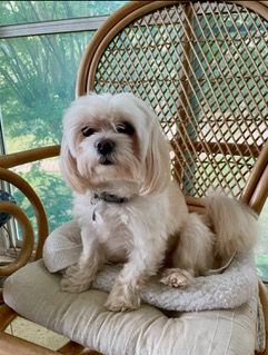 Dog Boarding with a Family | Serving Wilmington, Delaware, Philadelphia and the Main Line PA