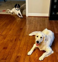 Dog Boarding with a Family | Serving Wilmington, Delaware, Philadelphia and the Main Line PA