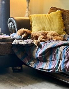 Dog Boarding with a Family | Serving Wilmington, Delaware, Philadelphia and the Main Line PA