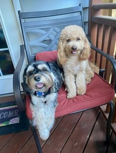 Dog Boarding with a Family | Serving Wilmington, Delaware, Philadelphia and the Main Line PA