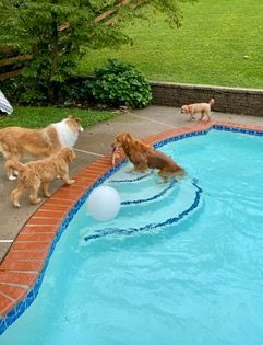 Dog Boarding with a Family | Serving Wilmington, Delaware, Philadelphia and the Main Line PA