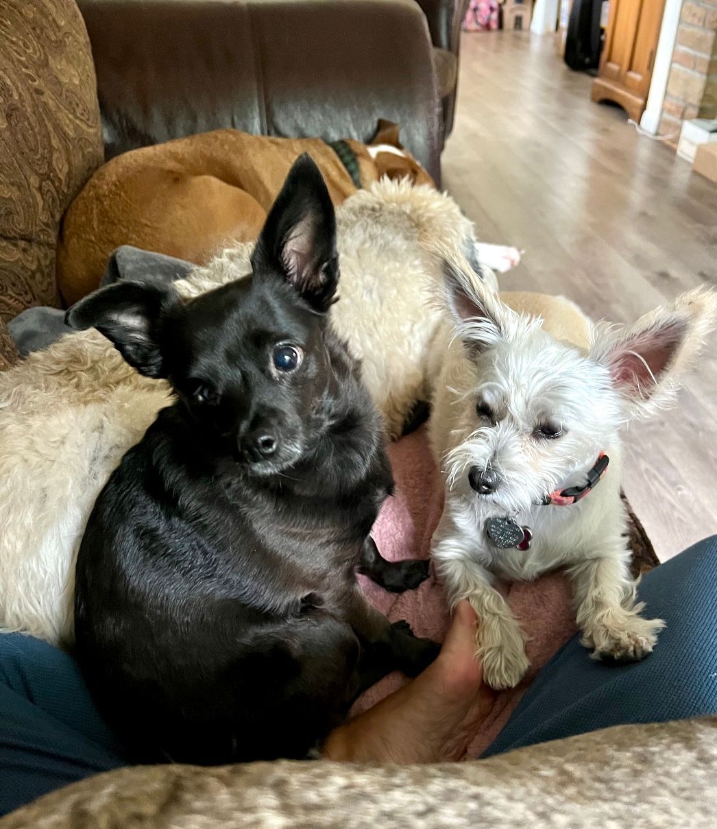 Dog Boarding with a Family | Serving Wilmington, Delaware, Philadelphia and the Main Line PA