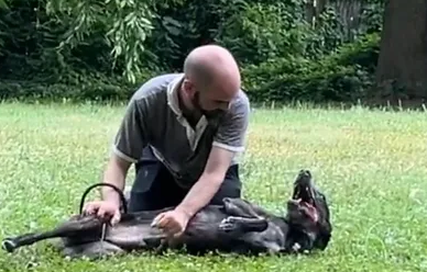 Dog Boarding With A Family |In-Home Dog Training| Philadelphia, PA | Wilmington, DE, Main Line, PA