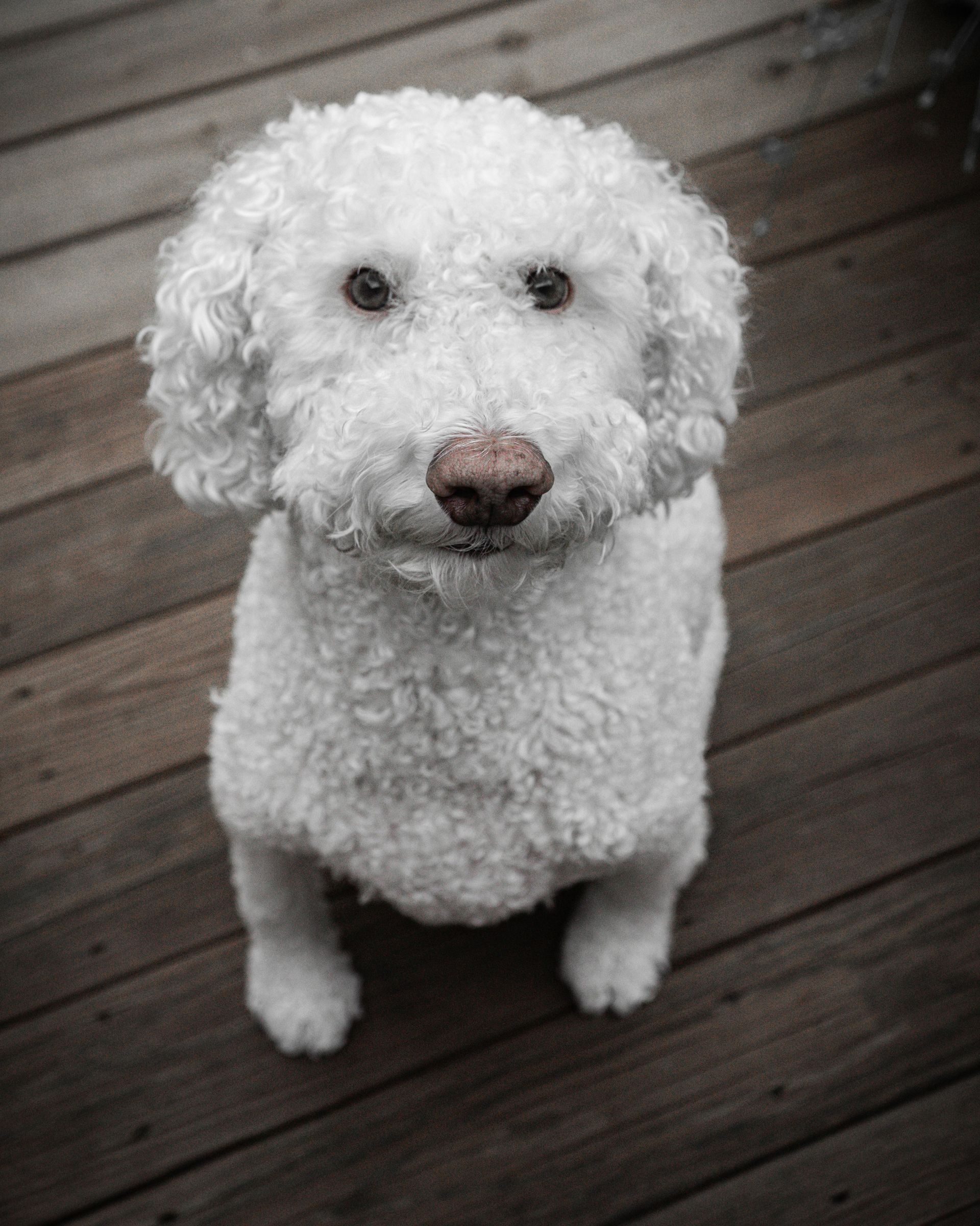 Dog Boarding With a Family | House Sitters Philadelphia PA Wilmington DE