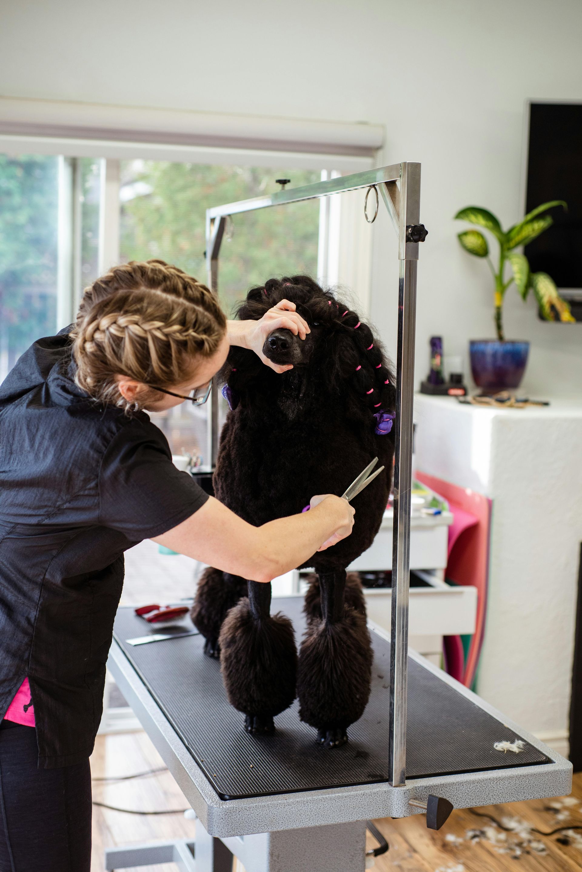 A person grooming a black poodle on a grooming table indoors.