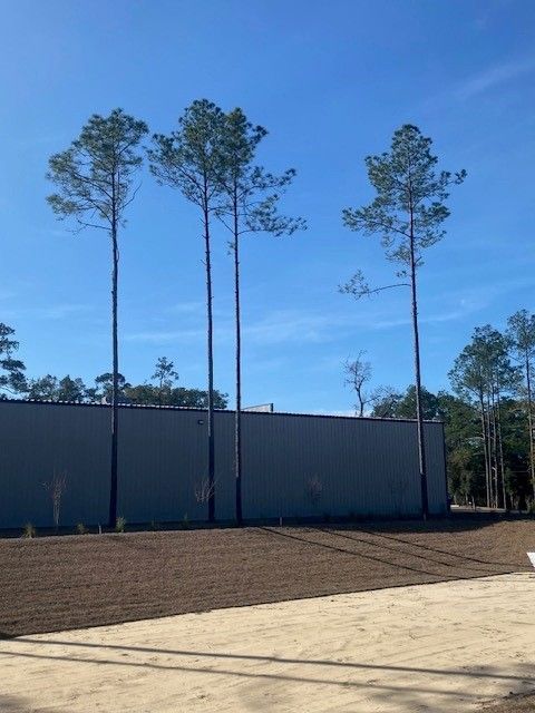 Three tall pine trees stand before a gray metal building under a bright blue sky, with dirt and sand in the foreground.