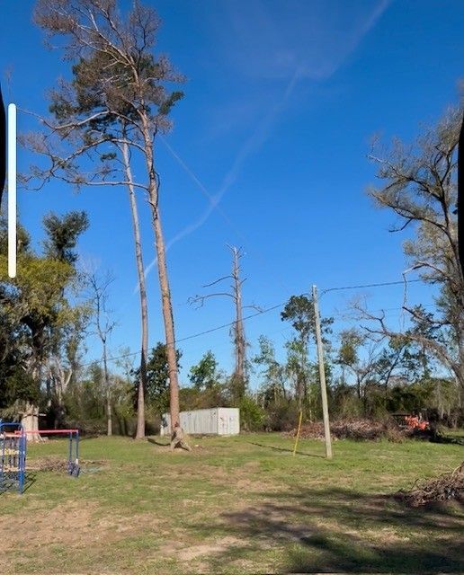 Tall pine trees stand over a grassy park area on a sunny day with a bright blue sky and thin cloud trails overhead.