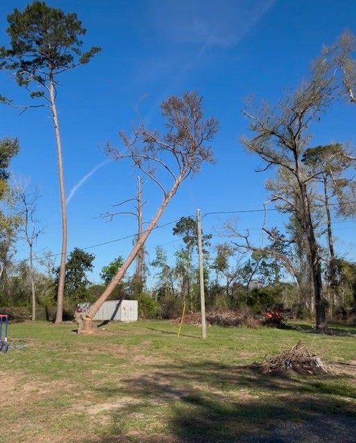 A large tree leans at a sharp angle, caught by a utility line in a clearing under a clear blue sky.