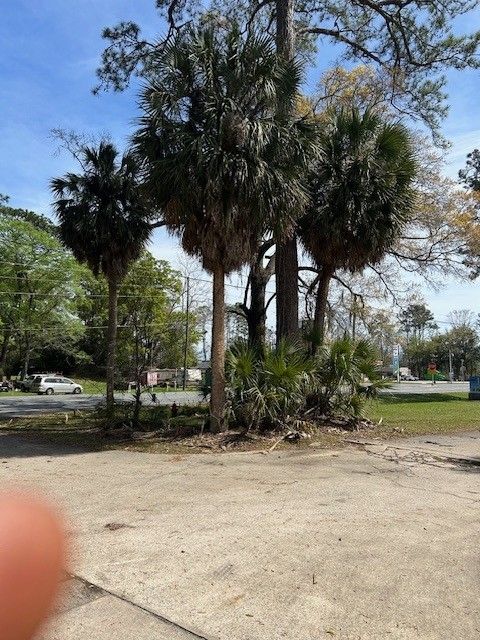 A cluster of tall cabbage palm trees and low-lying shrubs growing on a patch of dirt near a paved lot.