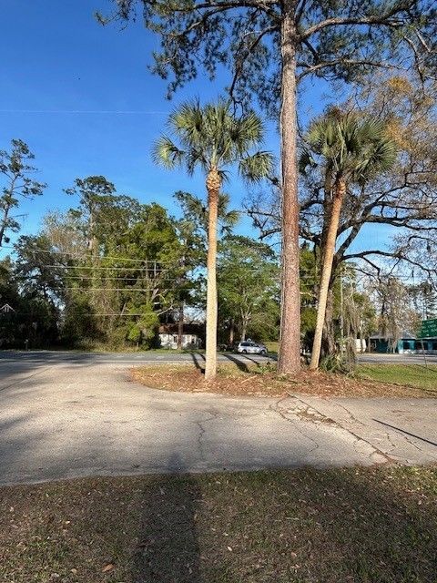 Two tall palm trees and a pine tree stand in a small, mulched island within a sunny, paved parking lot.