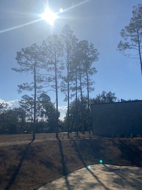 Tall pine trees stand on a grassy slope under a bright sun in a clear blue sky, next to the side of a building.