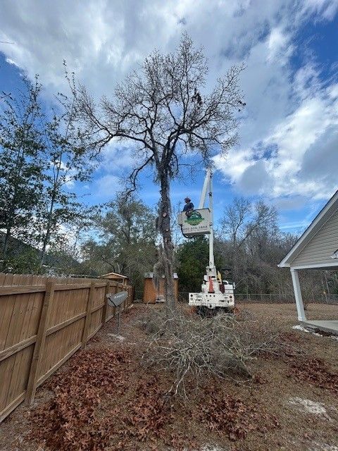 An arborist in a bucket truck prunes a tall, bare tree in a residential yard next to a wooden fence.
