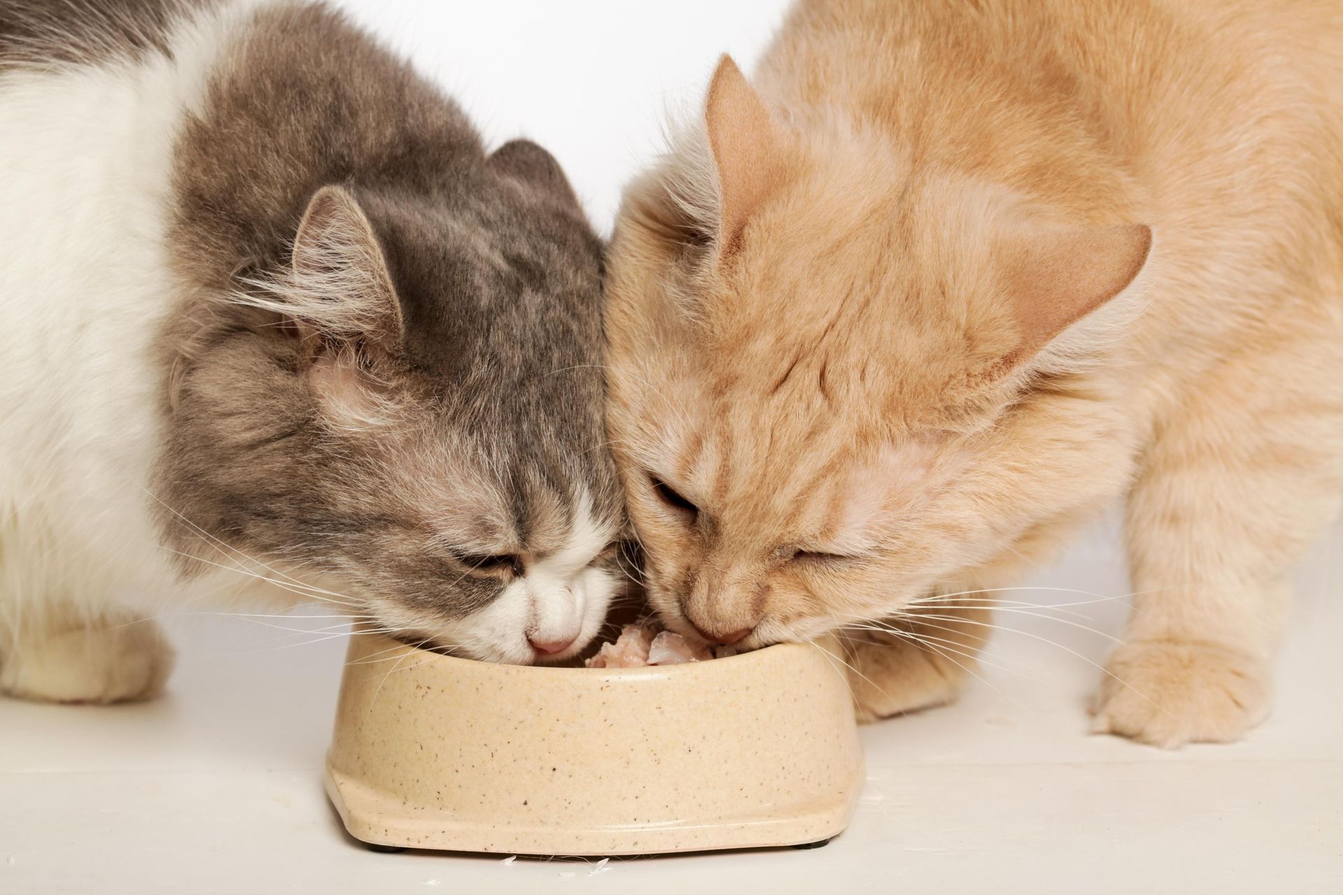 Two cats eating from a beige bowl. One is grey and white, the other is orange.