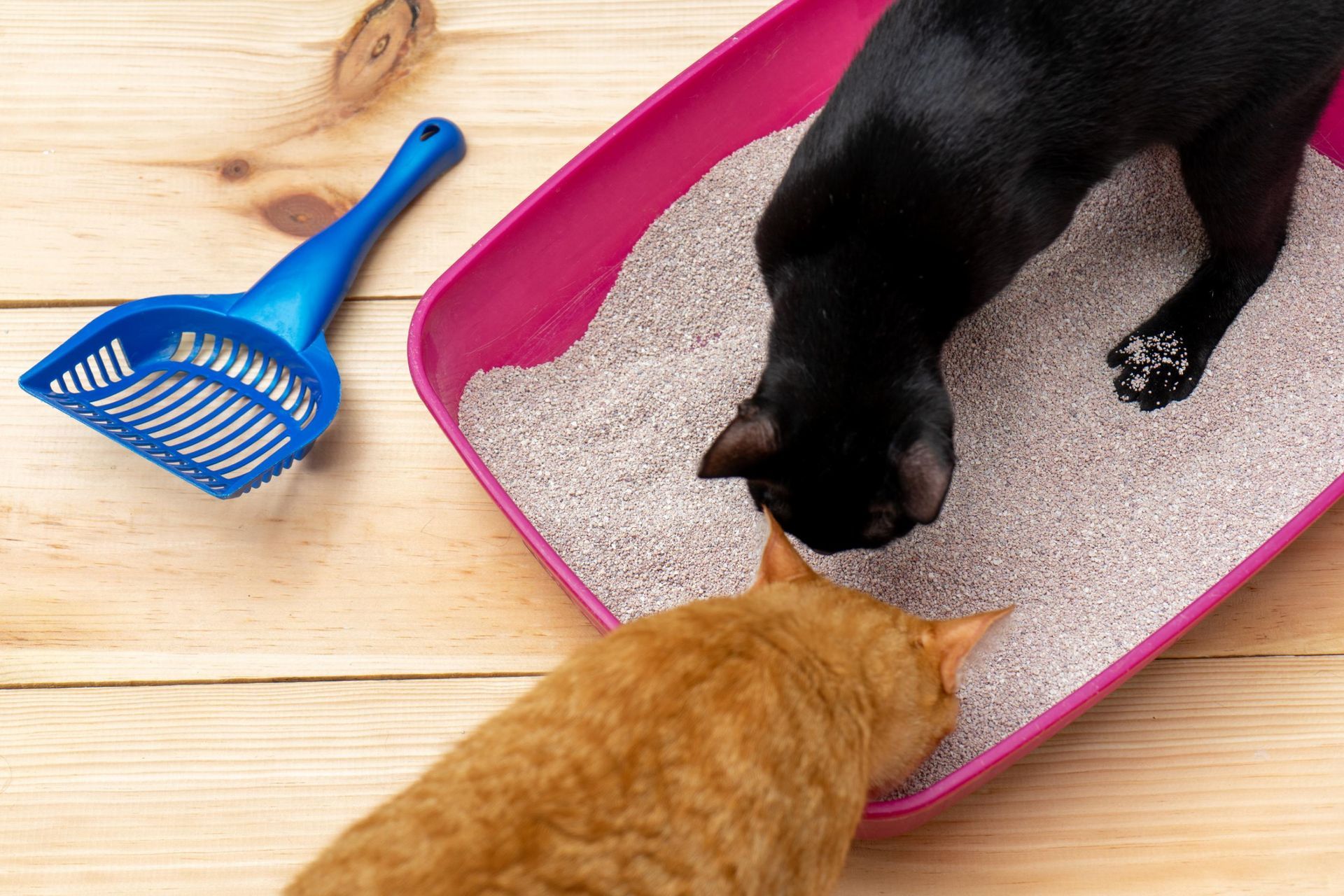Two cats, one black and one orange, in a pink litter box with a blue scooper on wood.