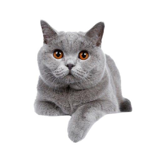 A gray cat with orange eyes is laying down on a white background.