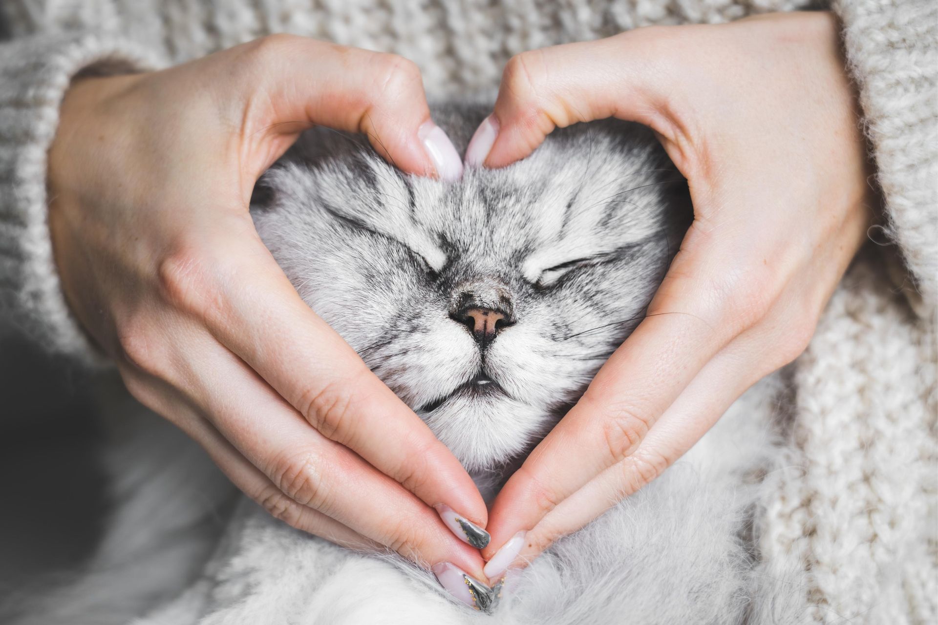 Hands forming a heart around a gray cat's face; the cat has closed eyes.