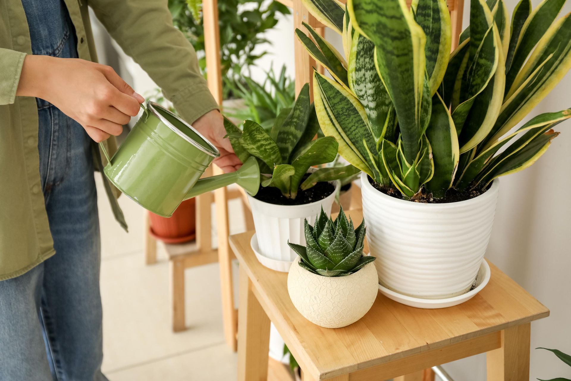 Person watering indoor plants with a green watering can on a wooden shelf.