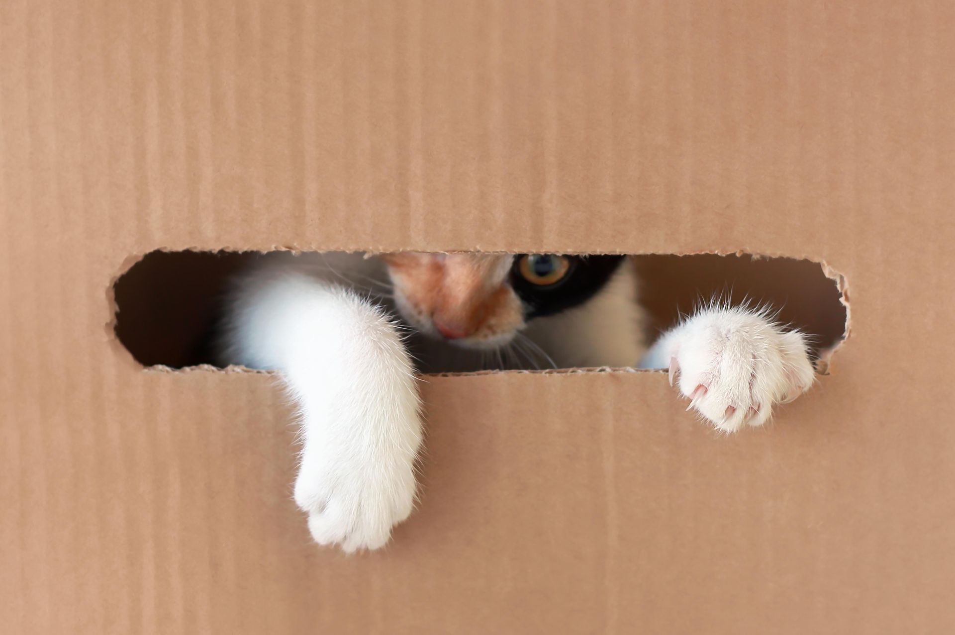 Calico cat peeking through a cardboard box opening; white paws and orange and black face.