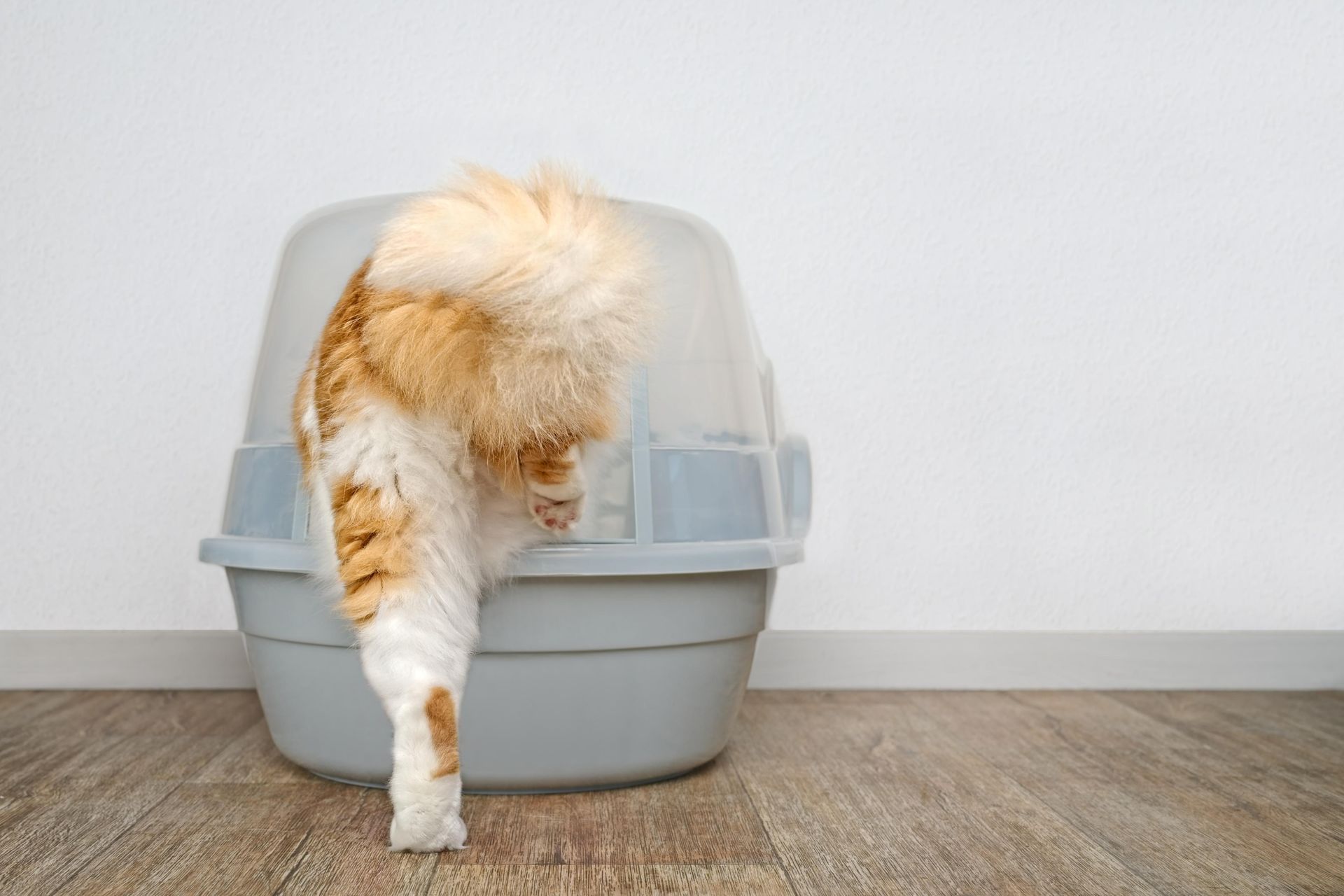 Orange and white cat inside a gray litter box, back to the viewer.