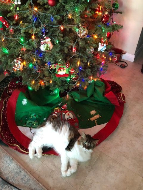 Calico cat standing by a decorated Christmas tree with red and green tree skirt.