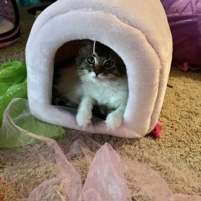 Kitten in a pink plush cat house, surrounded by colorful fabric, looking forward.