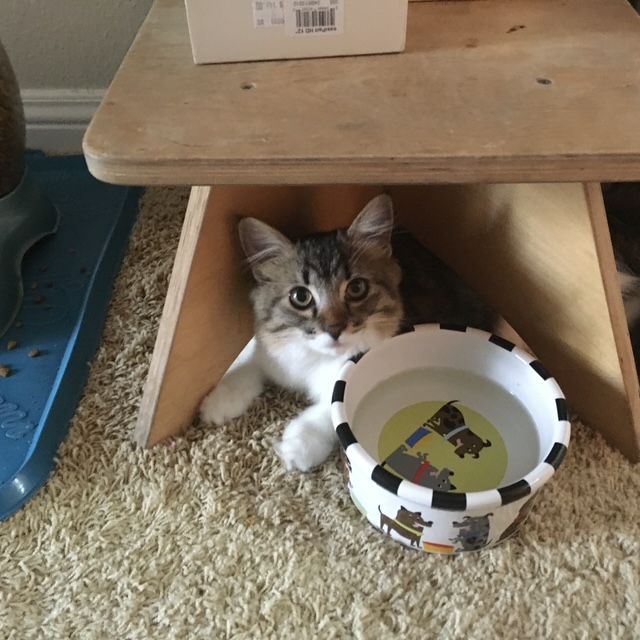 Cat peeks out from under a wooden stool, next to a water bowl, on a rug.