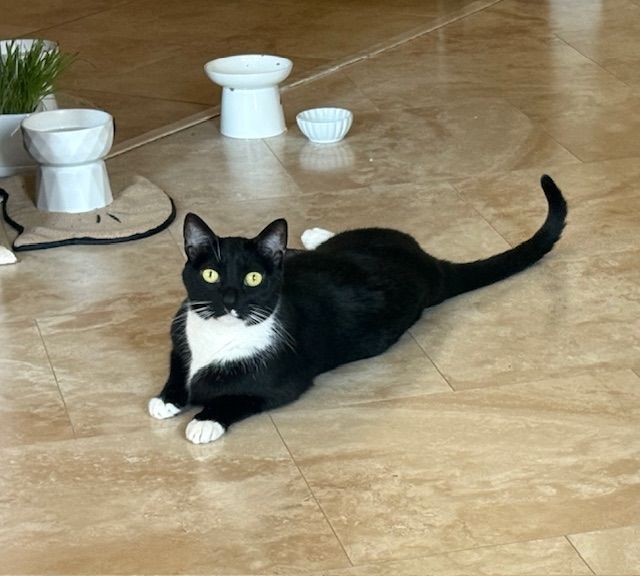 Black and white cat lying on a tile floor, looking at the camera. White paws and chest, yellow eyes.