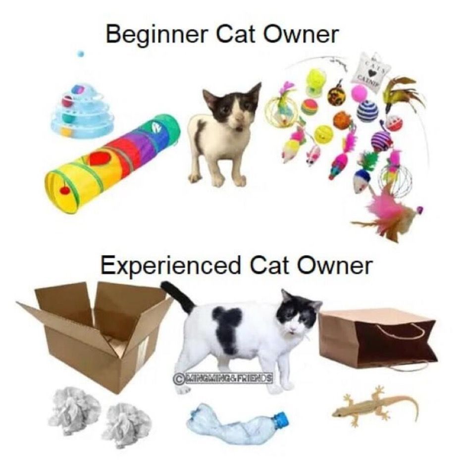 A cat is sitting on a table next to a plant.