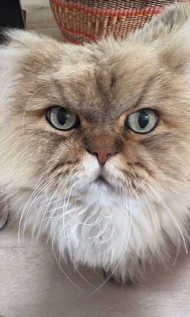 A fluffy, light brown cat with a grumpy expression and piercing green eyes.