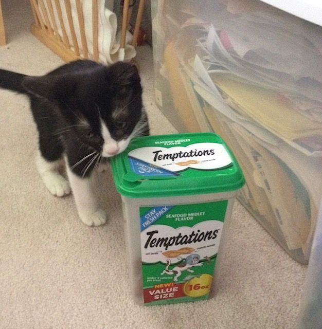 Black and white cat sniffing a green and clear Temptations cat treat container on a carpeted floor.