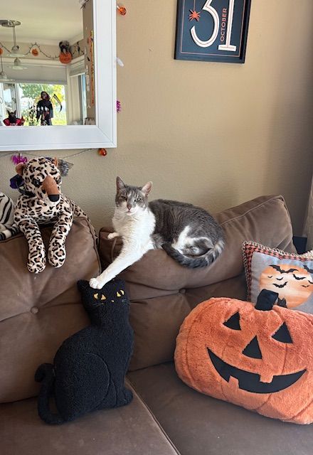 Cat on brown couch with Halloween decorations, including pumpkin and black cat pillows.