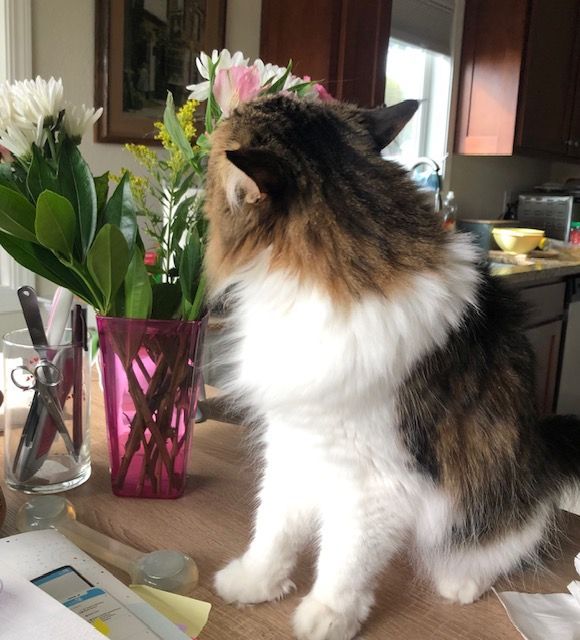 Fluffy calico cat sits on table, next to pink vase of flowers and a window.